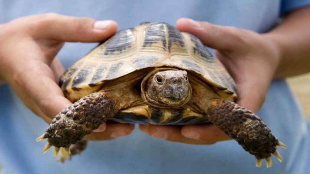 Tips For Handling Pet Turtles And Tortoises